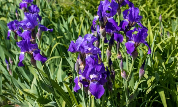 Purpurové pozadí kvetoucích irisů v parku — Stock fotografie