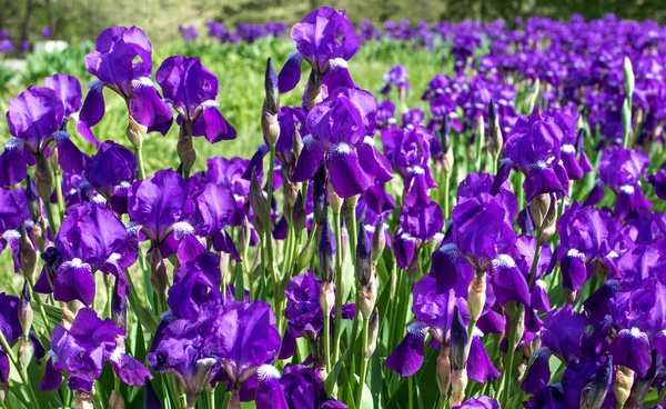 stock image  purple background of blooming irises in a park