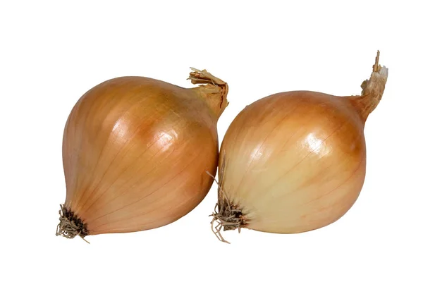 Imagen Cebolla Vegetal Aislada Sobre Fondo Blanco — Foto de Stock