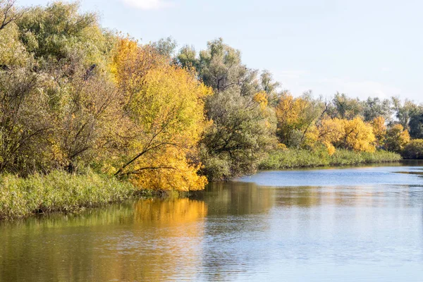 Žluté stromy na podzim u řeky — Stock fotografie