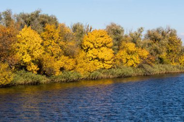  Büyük bir nehrin kıyısında sarı ağaçlar.