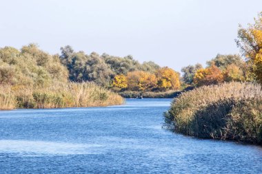  Büyük bir nehrin kıyısında sarı ağaçlar.
