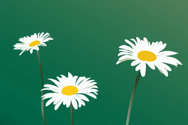 Vector Image Three Beautiful White Daisies Green Background — Stock Vector