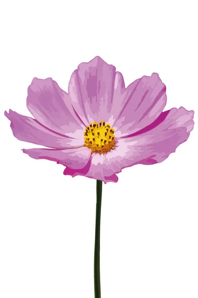 Beyaz Arka Planda Güzel Bir Kozmos Çiçeğinin Vektör Görüntüsü — Stok Vektör