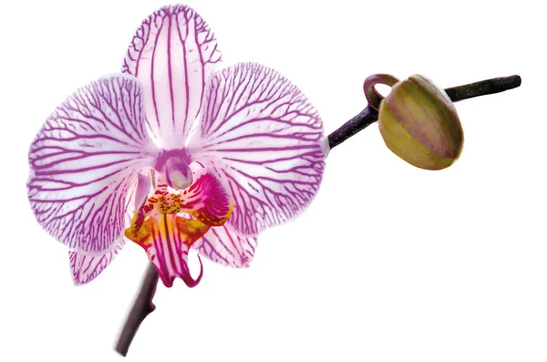 Векторное Изображение Бутон Красивых Цветов Внутри Полосатой Орхидеи Белой Спине — стоковый вектор