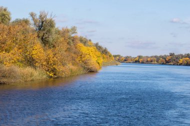 Büyük bir nehrin kıyısındaki sarı ağaçlar.
