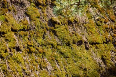 Eski sazdan çatıda yosun resmi