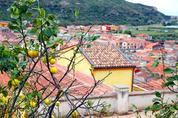 Zitronenbaum Und Dächer Der Mittelalterlichen Stadt Bosa Sardinien Italien — Stockfoto