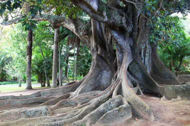 Büyük ficus ağaç parkta Antonio Borges (Jardim Antonio Borges) Ponta Delgada, Sao Miguel, Azor Adaları, Portekiz