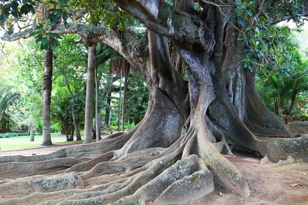 Büyük Ficus Ağaç Parkta Antonio Borges Jardim Antonio Borges Ponta — Stok fotoğraf