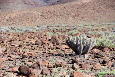 Fuerteventura üzerinde Kaktüs, Kanarya adaları