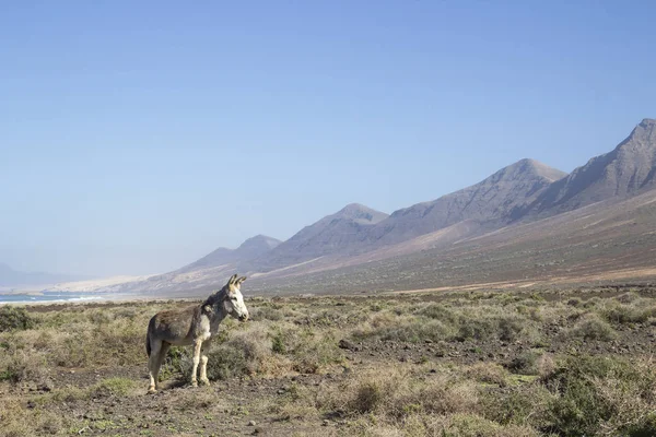 Osel na pláži Cofete, Fuerteventura, Španělsko — Stock fotografie