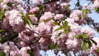 Baharda rüzgarda sallanan pembe sakura (çiçekli kiraz) dalları