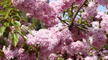 Baharda rüzgarda sallanan pembe sakura (çiçekli kiraz) dalları