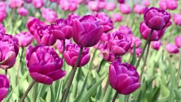 美丽的紫色郁金香花在春天的花坛上在风中摇曳 — 图库视频影像