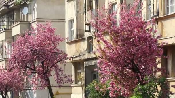 Ροζ Sakura Ανθοφορία Κεράσι Ανθισμένα Δέντρα Την Άνοιξη Στο Δρόμο — Αρχείο Βίντεο