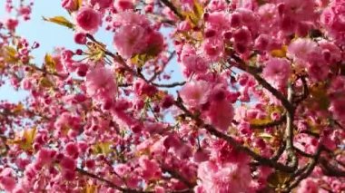 Baharda rüzgarda sallanan pembe sakura (çiçekli kiraz) dalları