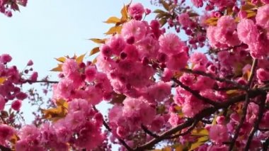 Baharda rüzgarda sallanan pembe sakura (çiçekli kiraz) dalları