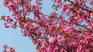 Baharda rüzgarda sallanan pembe sakura (çiçekli kiraz) dalları