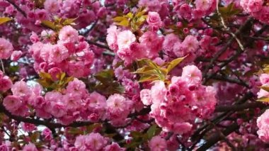 Baharda rüzgarda sallanan pembe sakura (çiçekli kiraz) dalları