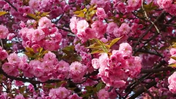 Branches Blooming Pink Sakura Flowering Cherry Swaying Wind Spring — Stock Video