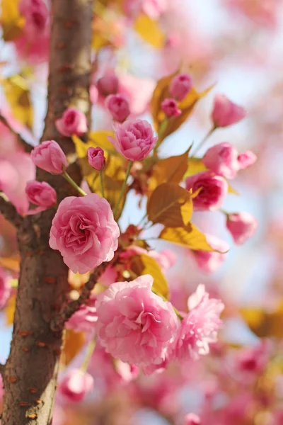 Rózsaszín sakura (virágzás cseresznye) virágzik a tavaszi — Stock Fotó
