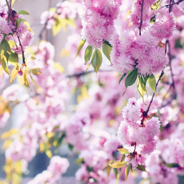 Le sakura rose (cerisier à fleurs) fleurit au printemps — Photo