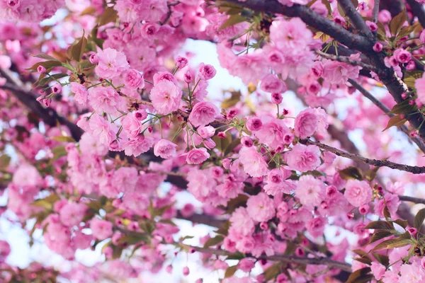 Pembe sakura (çiçekli kiraz) çiçeği bahar — Stok fotoğraf