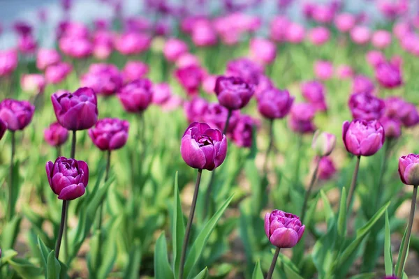 Фіолетові тюльпани на клумбі Стокове Фото