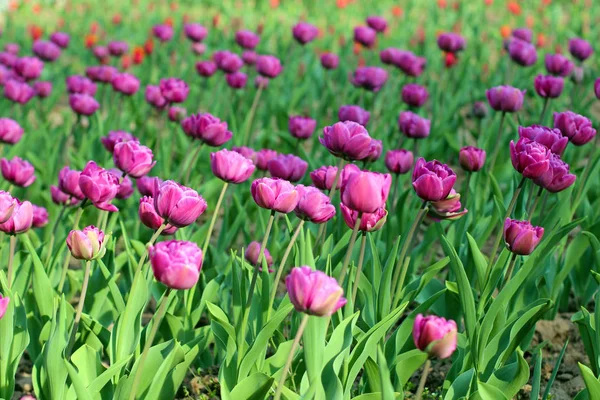 Tulipas roxas no canteiro de flores Imagens De Bancos De Imagens Sem Royalties