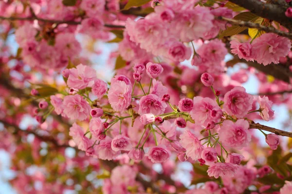 Rosa Sakura (blühende Kirsche) blühen im Frühling — Stockfoto