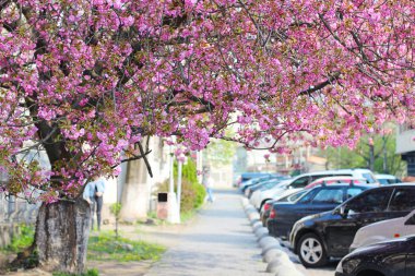 Çiçek açması pembe sakura ağacı