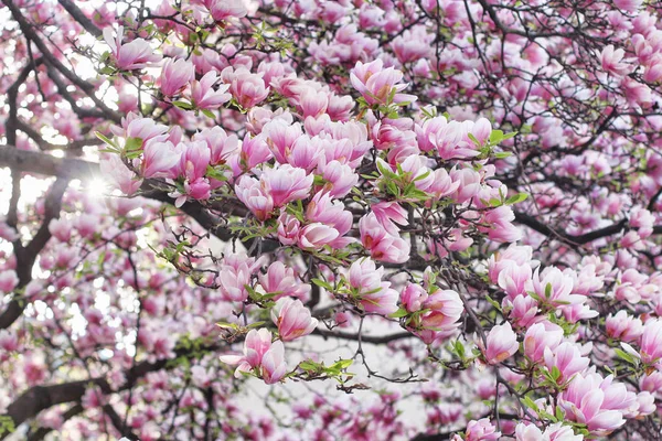 Růžový magnolie strom — Stock fotografie