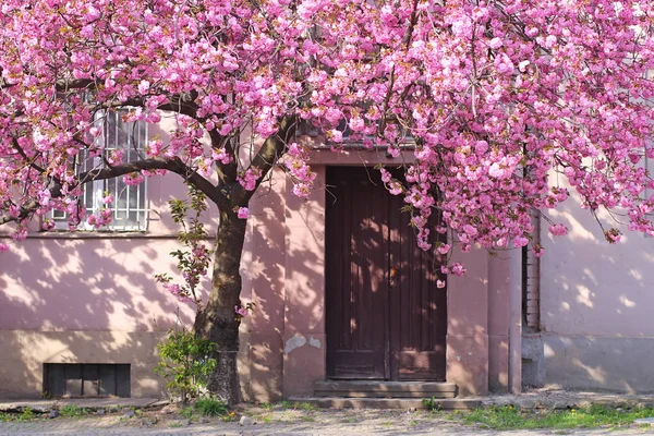 Albero in fiore di sakura rosa Foto Stock Royalty Free