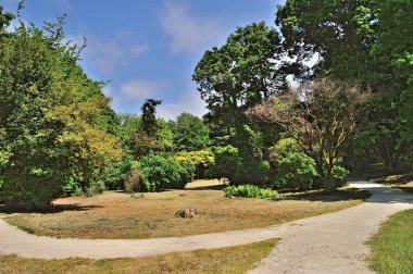 Ağaçlar yeşil yaprakları ve eski park, güneşli bahar günü bitkilerde