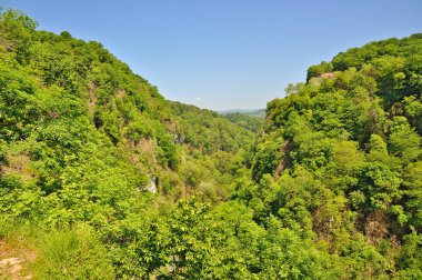 Dağ yamacı, mavi gökyüzü, yeşil ağaçlar ve bitkiler ormanlık