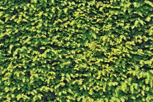 Bush Aux Feuilles Vertes Luxuriantes Feuillage Gros Plan Nature Fond — Photo