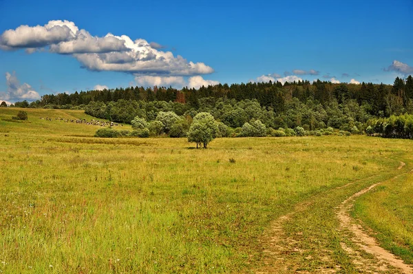 Landsbygdens Natur Landskap Med Vackra Gräs Träd Och Besättningen Kor — Stockfoto