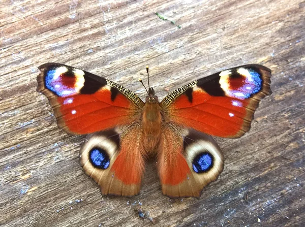 Papillon Sur Une Planche Bois Rugueux Fond Nature — Photo