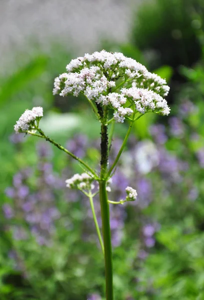 Valeriana Valeriana Officinalis Flores —  Fotos de Stock