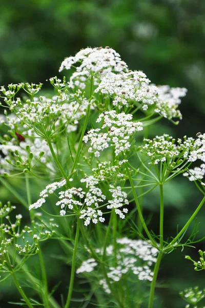 Caraway Carum Carvi Flowers — Stock Photo, Image