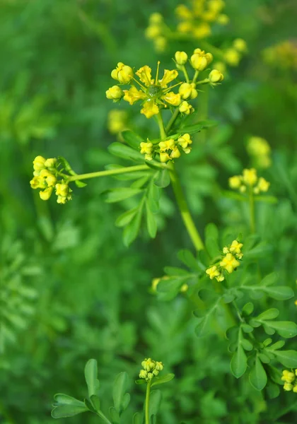 Common Rue Ruta Graveolens — Stock Photo, Image