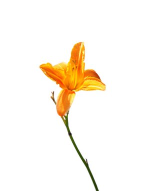 Zambakları ateşle (Lilium bulbiferum)