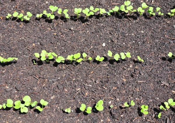 一排排的年轻萝卜植物 — 图库照片