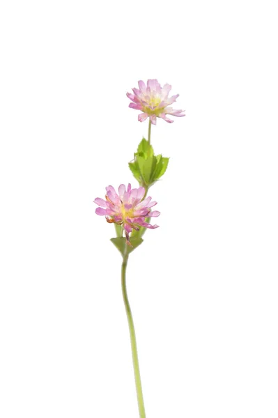 Trifoi Persan Trifolium Resupinatum — Fotografie, imagine de stoc