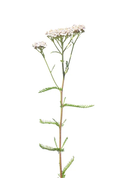 Bruant Jaune Achillea Millefolium — Photo