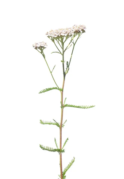 Обыкновенный Ястреб Achillea Millefolium — стоковое фото