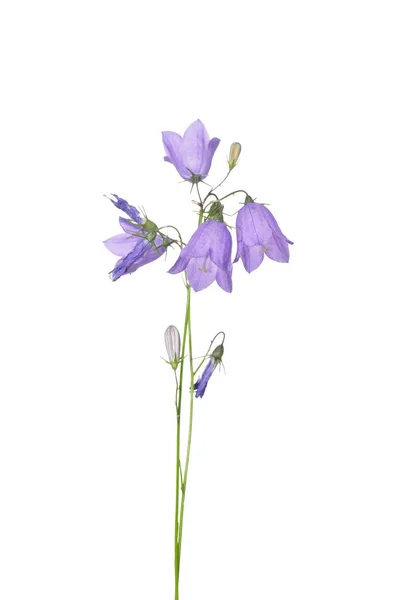 Blåklocka Campanula Rotundifolia Vit — Stockfoto