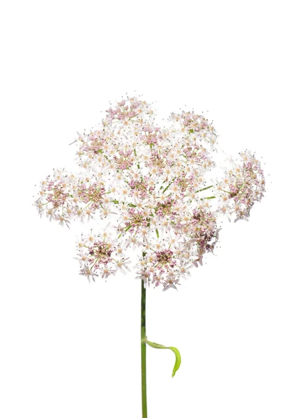 Золотий Черв Chaerophyllum Aureum — стокове фото