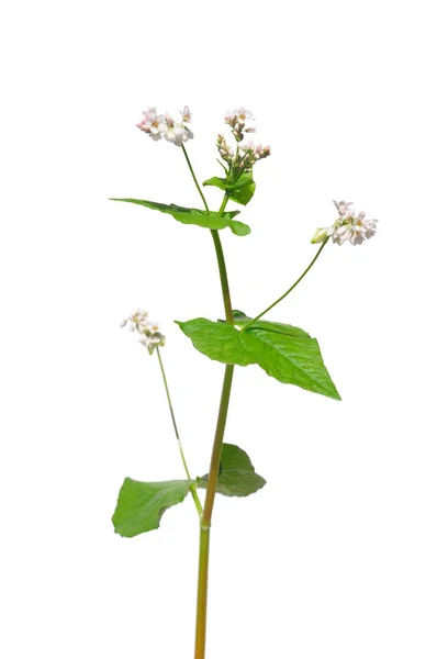 Buckwheat Fagopyrum Esculentum White — Stock Photo, Image